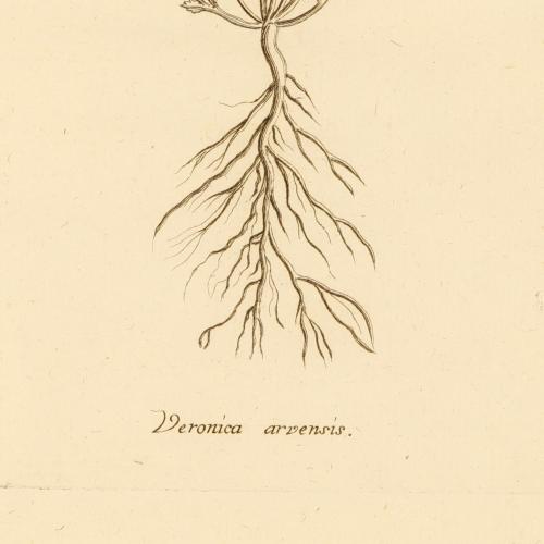 Veronica Arvensis