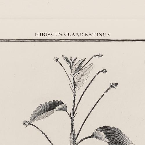 Hibicus Clandestinus