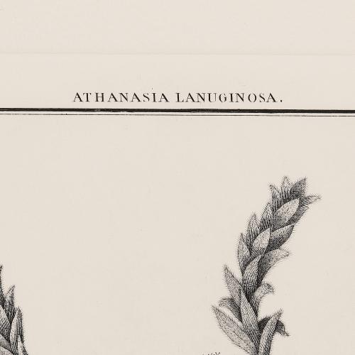 3 Athanasia Lanuginosa