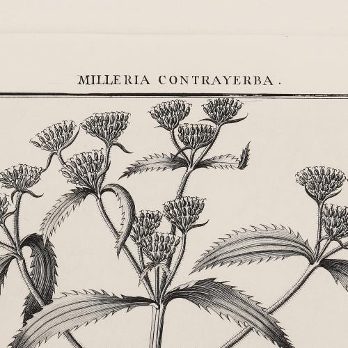 4 Milleria Contrayerba