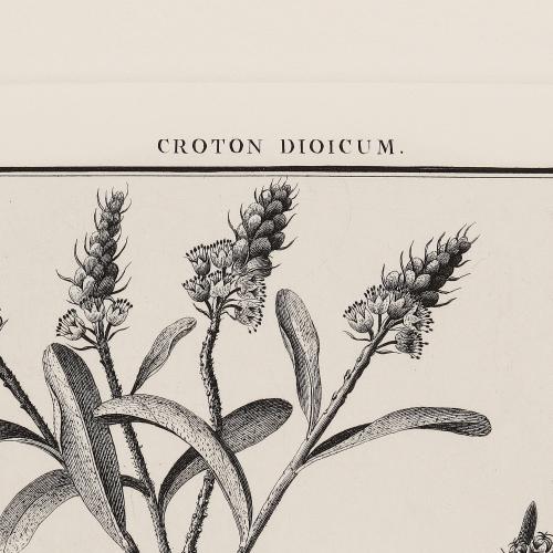 6 Croton Dioicum