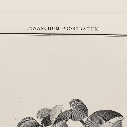 7 Cynanchum Prostratum