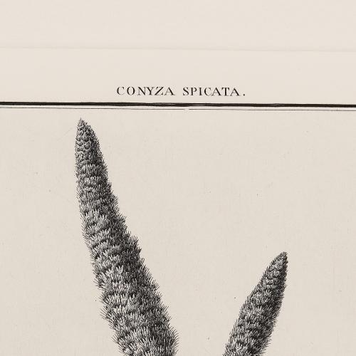 12 Conyza Spicata