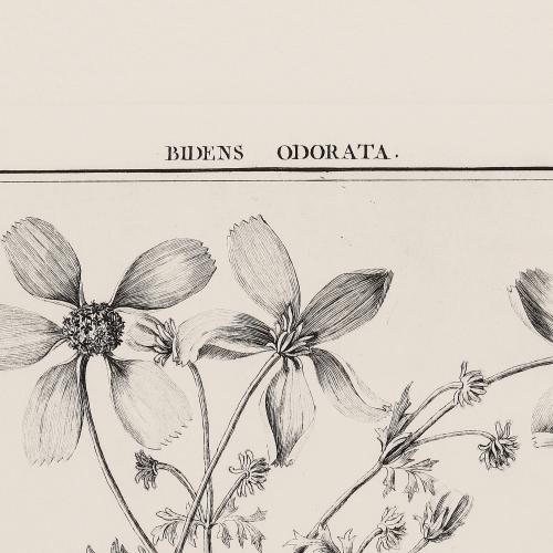 13 Bidens Odorata