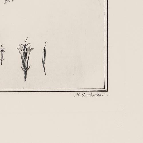 13 Bidens Odorata