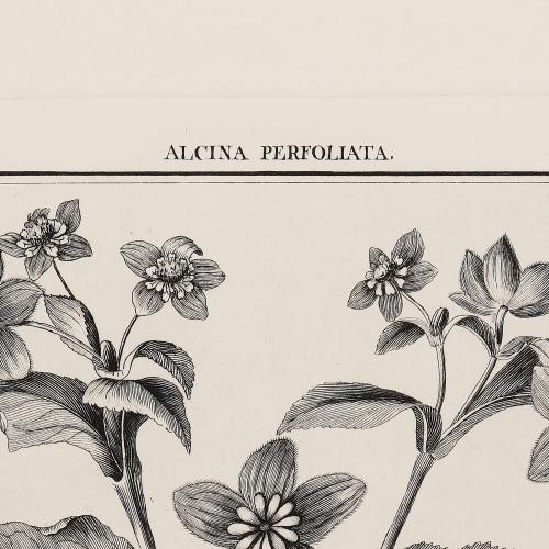 15 Alcina Perfoliata