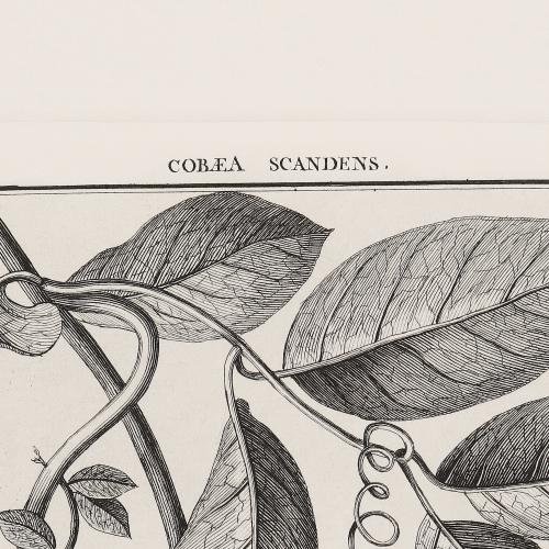 16 Cobaea Scandens