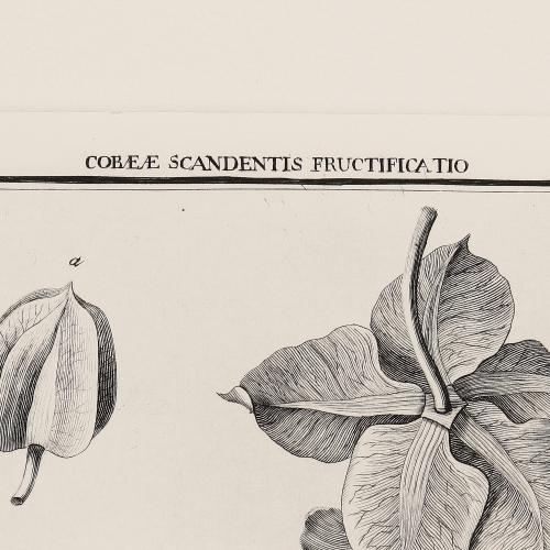 17 Cobaeae Scandentis Fructificatio