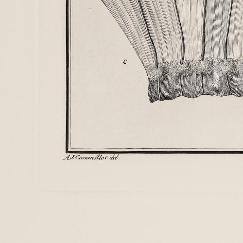 17 Cobaeae Scandentis Fructificatio