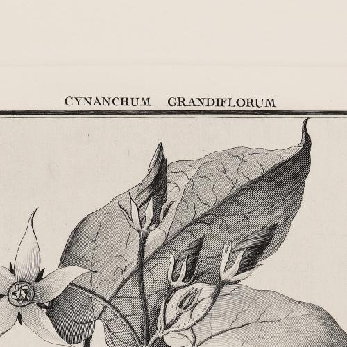 21 Cynanchum Grandiflorum