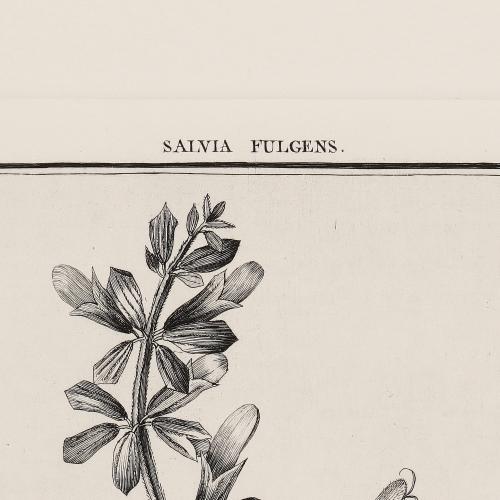 23 Salvia Fulgen