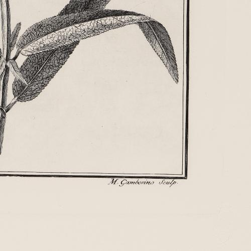 24 Salvia Leucantha