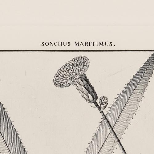 51 Sonchus Maritimus