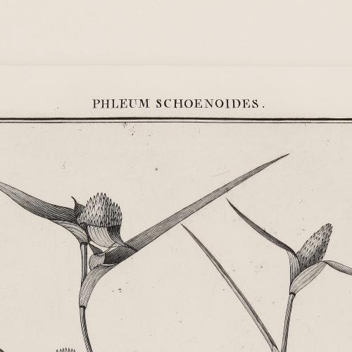 52 Phleum Schoenoides