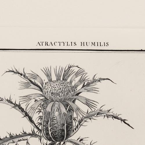 54 Atractylis Humilis