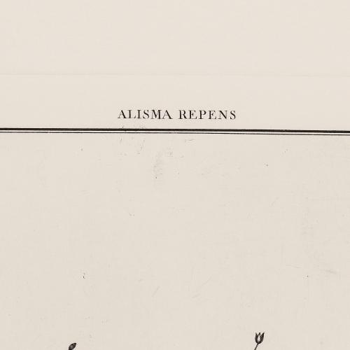 55 Alisma Repens