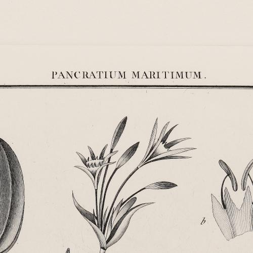 56 Pancratium Maritimum
