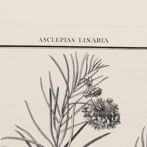 57 Asclepias Linaria