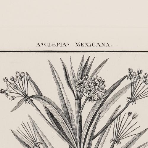 58 Asclepias Mexicana