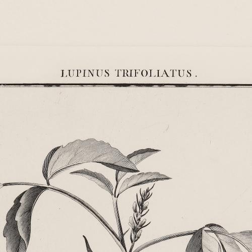 59 Lupinus Trifoliatus