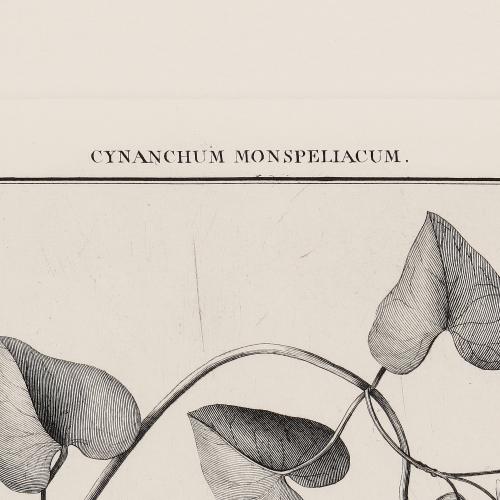 60 Cynanchum Monspeliacum