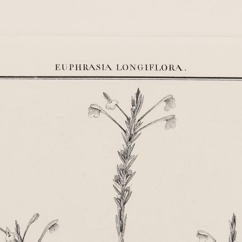 62 Euphrasia Longiflora