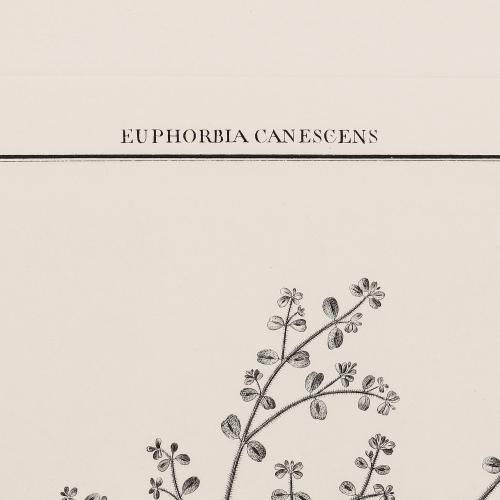 63 Euphrobia Canescens