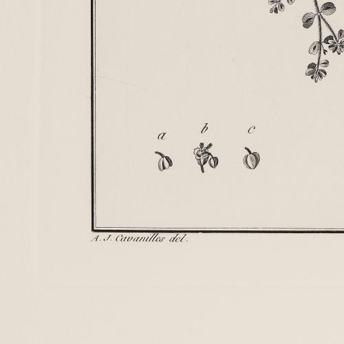 63 Euphrobia Canescens
