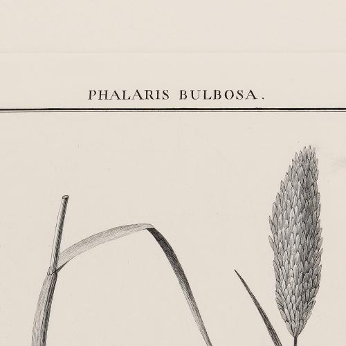 64 Phalaris Bulbosa