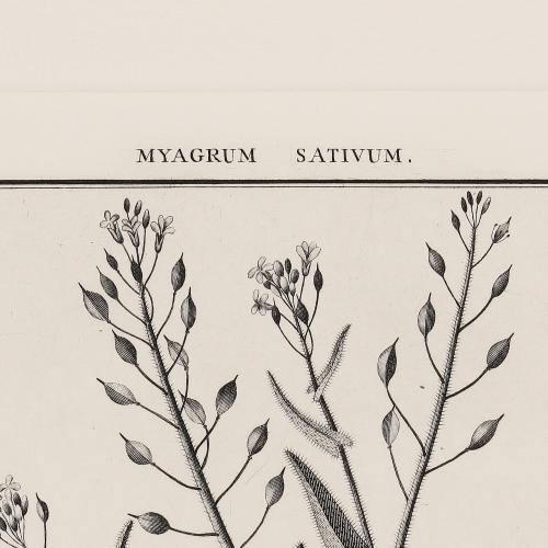 66 Myagrum Sativum