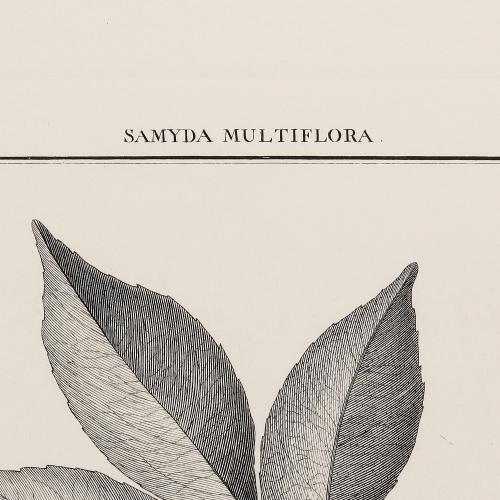 67 Samyda Multiflora