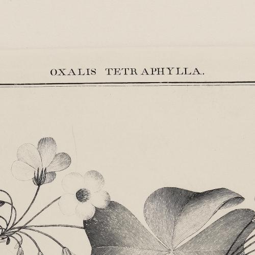 237 Oxalis Tetraphylla