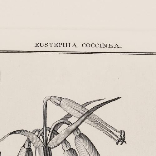 238 Eustephia Coccinea
