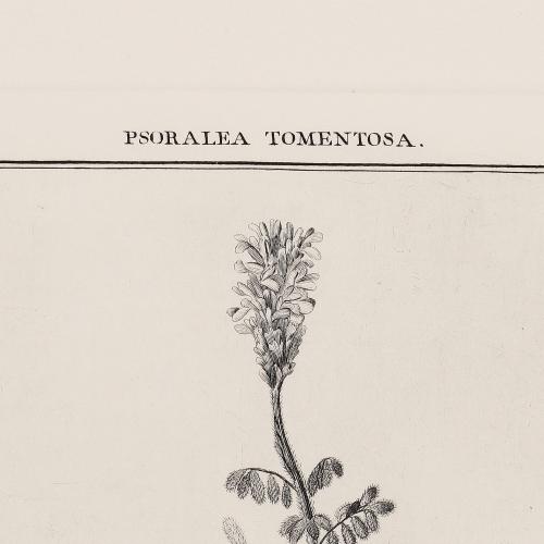 240 Psoralea Tomentosa