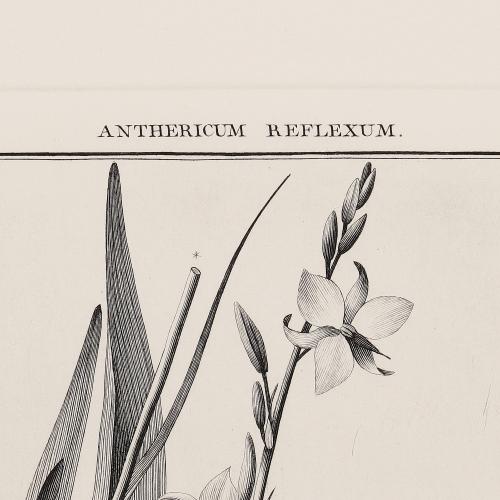241 Anthericum Reflexum