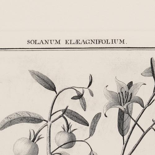 243 Solanum Elaeagnifolium