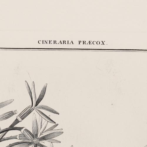 244 Cineraria Praecox