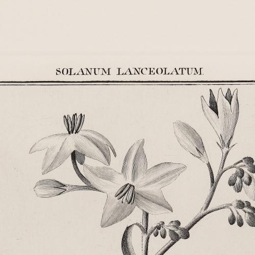 245 Solanum Lanceolatum