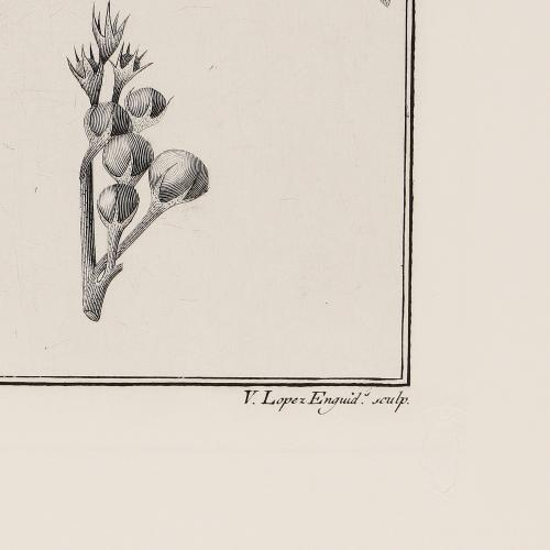 245 Solanum Lanceolatum