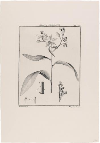 245 Solanum Lanceolatum