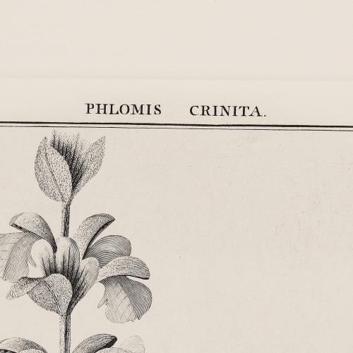 247 Pholomis Crinita
