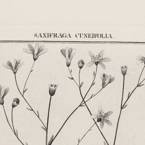 248 Saxifraga Cuneifolia