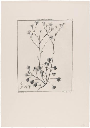 248 Saxifraga Cuneifolia