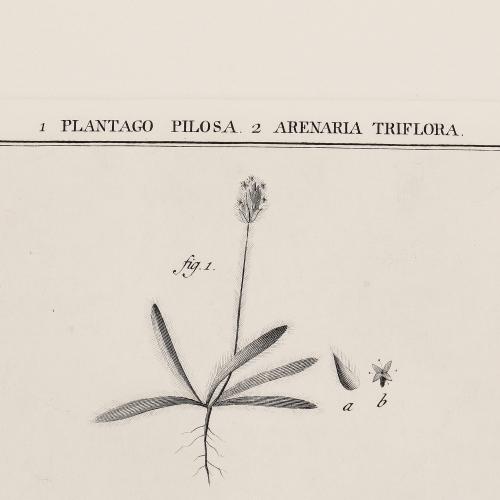 249 Plantago Pilosa Arenaria Triflora