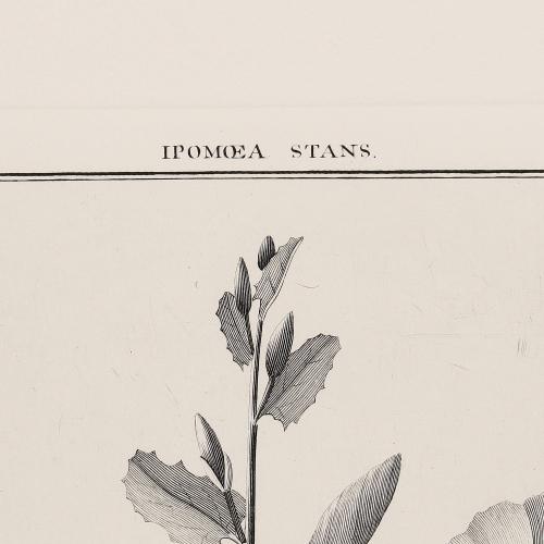 250 Ipomoea Stans