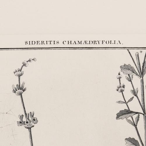 301 Sideritis Chamaedryfolia