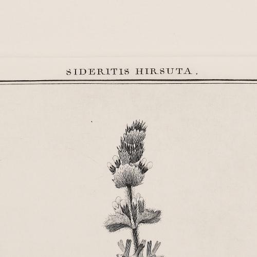 302 Sideritis Hirsuta