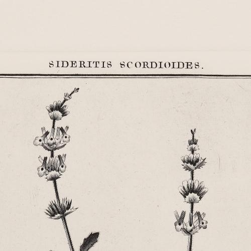 303 Sideritis Scordioides