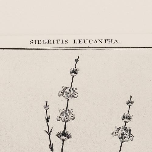 304 Sideritis Leucantha