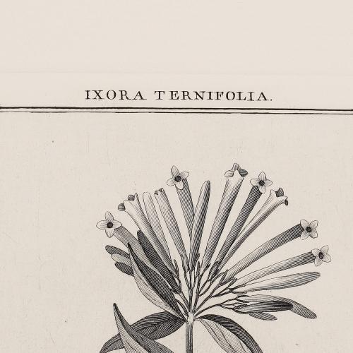 305 Ixora Ternifolia